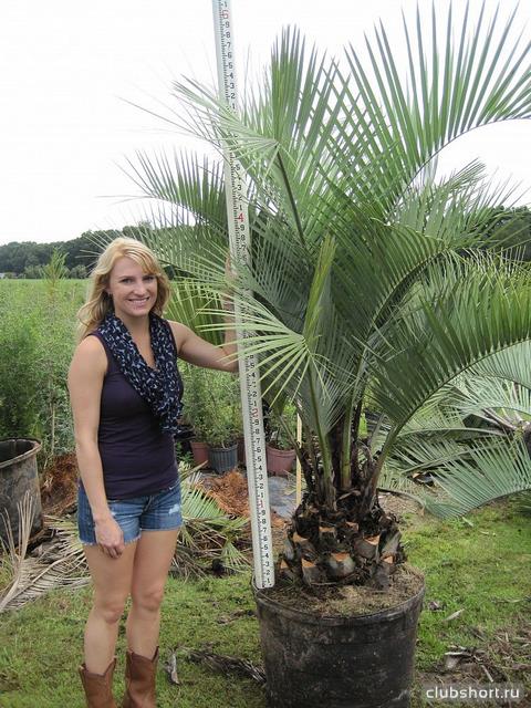 43848_butia-capitata-cocos-australis-pindo-palm-wine.jpg